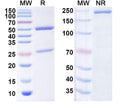 SDS-PAGE for InVivoMAb Anti-Human ROBO2 Antibody (93H2)