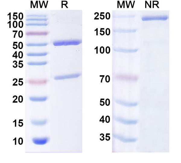 SDS-PAGE for InVivoMAb Anti-Human ROBO2 Antibody (93H2)