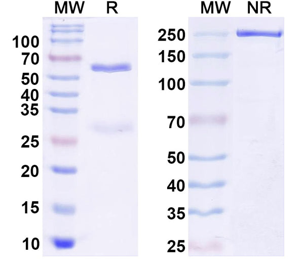 SDS-PAGE for Anti-Haspin/GSG2 Antibody (N128A/2)