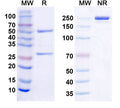 SDS-PAGE for Anti-Histone H1.2 Antibody (N287/65)