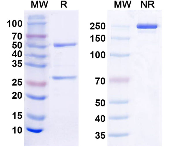 SDS-PAGE for Anti-Histone H1.2 Antibody (N287/65)