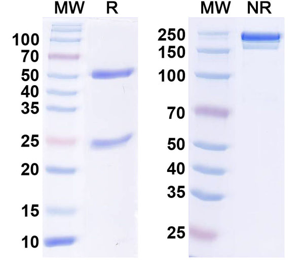 SDS-PAGE for Anti-DNMT3L Antibody (N117/3)