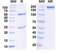 SDS-PAGE for Anti-DNMT3L Antibody (N117/9)