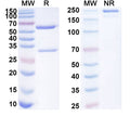 SDS-PAGE for Anti-Human BTNL3 Antibody (SAA1852)
