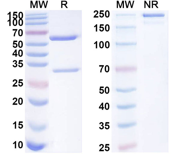 SDS-PAGE for Anti-Human BTNL3 Antibody (SAA1852)