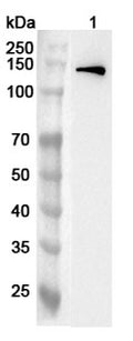 Western blot analysis was performed using anti-USP37  polyclonal antibody at 1ug/mL on various samples.
Lane 1: Mouse spleen lysate