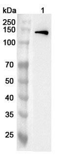 Western blot analysis was performed using anti-USP37  polyclonal antibody at 1ug/mL on various samples.
Lane 1: Mouse spleen lysate