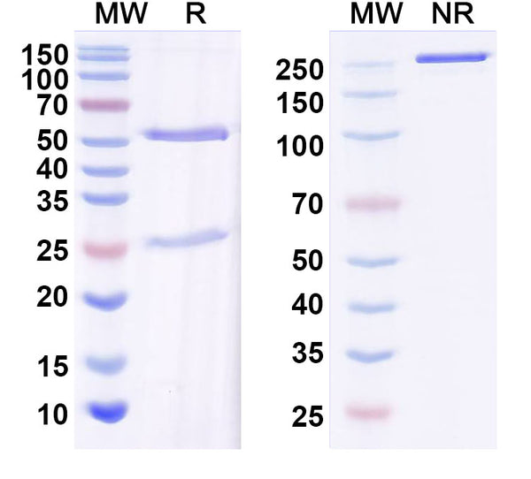 SDS-PAGE for Anti-Alpha-synuclein Antibody (N335/10)