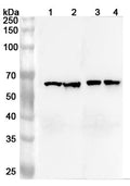 Western blot analysis was performed using anti-ARFGAP3 polyclonal antibody at 1ug/mL on various samples.
Lane 1: Mouse heart lysate
Lane 2: Mouse kidney lysate
Lane 3: Rat heart lysate
Lane 4: Rat kidney lysate