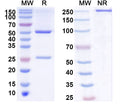 SDS-PAGE for Anti-FBXL14 Antibody (L97A/35)