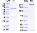 SDS-PAGE for Anti-Gamma-protocadherin-B2 Antibody (N148/30)