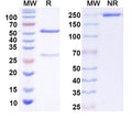 SDS-PAGE for Anti-GluN3A/NR3A glutamate receptor Antibody (N427/64)