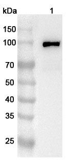 Western blot analysis was performed using anti-FSD2 polyclonal antibody at 1ug/mL on various samples.
Lane 1: Mouse heart lysate