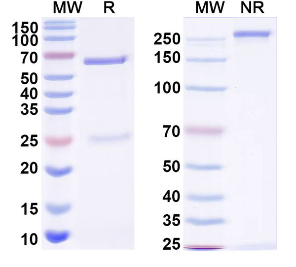 SDS-PAGE for Anti-eriC1 Antibody (L9/41)