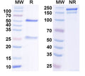 SDS-PAGE for Anti-GABA(B)R1 Antibody (N93A/51)