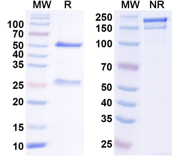 SDS-PAGE for Anti-GABA(B)R1 Antibody (N93A/51)