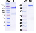 SDS-PAGE for Anti-Flrt3 Antibody (N353/13)
