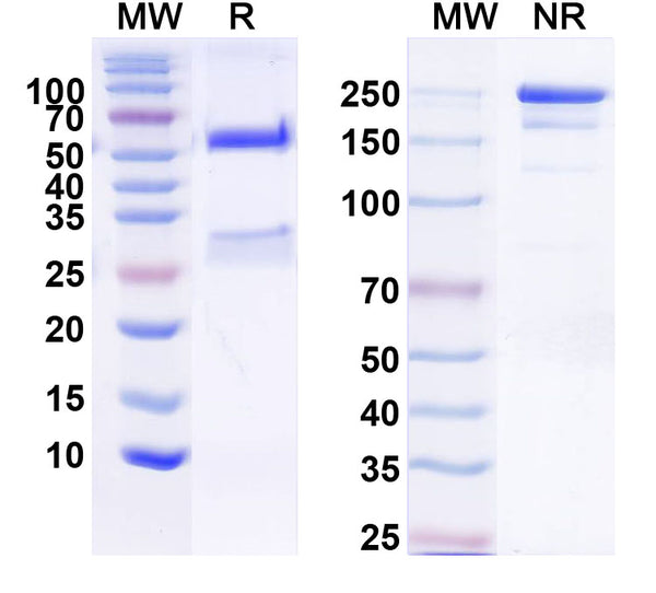 SDS-PAGE for Anti-Flrt3 Antibody (N353/13)
