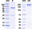 SDS-PAGE for Anti-Smurf1 Antibody (L12/33)