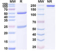 SDS-PAGE for Anti-Human MS4A6A Antibody (SAA1902)