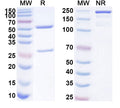 SDS-PAGE for Anti-Human CCSAP Antibody (SAA1842)