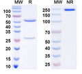 SDS-PAGE for Anti-Histone H3.3 Antibody (N158/19)