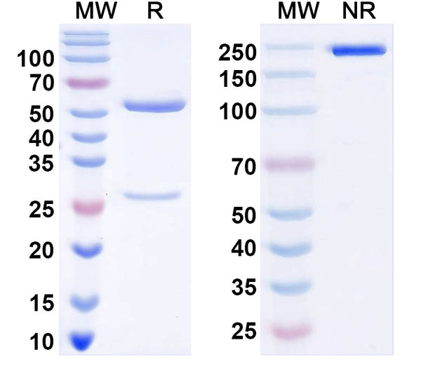 SDS-PAGE for Anti-Histone H3.3 Antibody (N158/28)