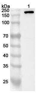 Western blot analysis was performed using anti-BAZ1A  polyclonal antibody at 1ug/mL  on various samples.
Lane 1: Mouse spleen lysate