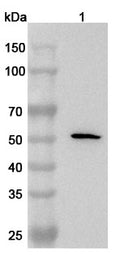 Western blot analysis was performed using anti-SCRN2 polyclonal antibody at 1ug/mL  on various samples.
Lane 1: HepG2 cell lysate