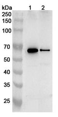 Western blot analysis was performed using anti-CHEK1 polyclonal antibody at 1ug/mL on various samples.
Lane 1: NIH3T3 cell lysate
Lane 2: PC-12 cell lysate