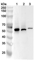 Western blot analysis was performed using anti-CCNA2 polyclonal antibody at 1ug/mL on various samples.
Lane 1: K562 cell lysate
Lane 2: HL-60 cell lysate
Lane 3: Raji cell lysate