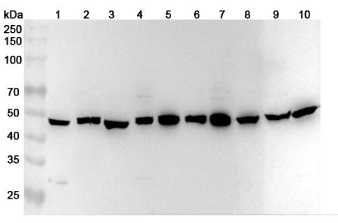 Western blot analysis was performed using anti-PGD polyclonal antibody at 1ug/mL on various samples.
Lane 1: MOLT-4 cell lysate
Lane 2: Hela cell lysate
Lane 3: HepG2 cell lysate
Lane 5: Lncap cell lysate
Lane 7: Raji cell lysate
Lane 8: Mouse spleen lysate
Lane 9: Rat kidney lysate
Lane 10: Rat liver lysate