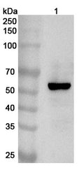 Western blot analysis was performed using anti-LPCAT1 polyclonal antibody at 1ug/mL on various samples.
Lane 1: A549 cell lysate