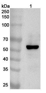 Western blot analysis was performed using anti-LPCAT1 polyclonal antibody at 1ug/mL on various samples.
Lane 1: A549 cell lysate