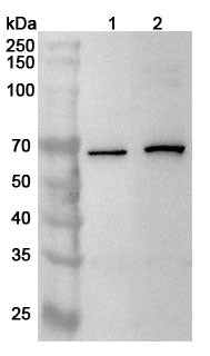 Western blot analysis was performed using anti-GPS1 polyclonal antibody at 1ug/mL on various samples.
Lane 1: Raji cell lysate
Lane 2: Hela cell lysate