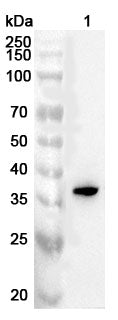 Western blot analysis was performed using anti-SIX1 polyclonal antibody at 1ug/mL on various samples.
Lane 1: Mouse skeletal muscle lysate