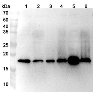 Western blot analysis was performed using anti-HSPB11 polyclonal antibody at 1ug/mL on various samples.
Lane 1: Hela cell lysate
Lane 2: A549 cell lysate
Lane 3: Lncap cell lysate
Lane 5: K562 cell lysate