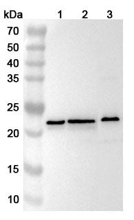 Western blot analysis was performed using anti-RPL9  polyclonal antibody at 1ug/mL on various samples.
Lane 1: Jurkat cell lysate
Lane 2: Hela cell lysate
Lane 3: NIH3T3 cell lysate