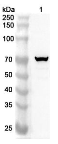 Western blot analysis was performed using anti-B4GALNT1 polyclonal antibody at 1ug/mL on various samples.
Lane 1: Mouse heart lysate