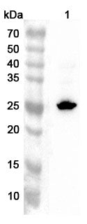 Western blot analysis was performed using anti-THOC7  polyclonal antibody at 1ug/mL on various samples.
Lane 1: Mouse skin lysate