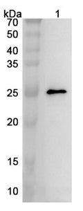 Anti-Cerebellin-2/CBLN2 Polyclonal Antibody – Western blot analysis was performed using anti-CBLN2 polyclonal antibody at 1ug/mL on various samples.Lane 1: Rat brain lysate
