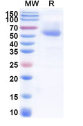 Recombinant Human Cerebellin-2/CBLN2 Protein, C-Fc