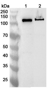 Western blot analysis was performed using anti-RAD21 polyclonal antibody at 1ug/mL on various samples.
Lane 1: Hela cell lysate
Lane 2: K562 cell lysate
