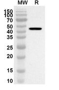 Western blot analysis was performed using anti-PMS2 polyclonal antibody at 1ug/mL on recombinant PMS2 (Catalog No. HA596012).