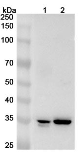 Western blot analysis was performed using anti-GTF2E2  polyclonal antibody at 1ug/mL on various samples.
Lane 1: A375 cell lysate
Lane 2: Jurkat cell lysate