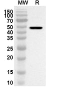 Western blot analysis was performed using anti-POLR2B polyclonal antibody at 1ug/mL on recombinant POLR2B (Catalog No. HA618012).