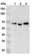 Western blot analysis was performed using anti-GTF2F1  polyclonal antibody at 1ug/mL on various samples.
Lane 1: K562 cell lysate
Lane 2: Jurkat cell lysate
Lane 3: Hela cell lysate