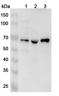 Western blot analysis was performed using anti-GTF2F1  polyclonal antibody at 1ug/mL on various samples.
Lane 1: K562 cell lysate
Lane 2: Jurkat cell lysate
Lane 3: Hela cell lysate