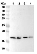 Western blot analysis was performed using anti-BUD31 polyclonal antibody at 1ug/mL on various samples.
Lane 1: Raji cell lysate
Lane 2: Jurkat cell lysate
Lane 3: K562 cell lysate
Lane 4: HepG2 cell lysate