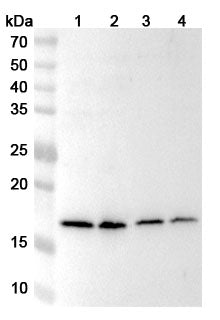 Western blot analysis was performed using anti-BUD31 polyclonal antibody at 1ug/mL on various samples.
Lane 1: Raji cell lysate
Lane 2: Jurkat cell lysate
Lane 3: K562 cell lysate
Lane 4: HepG2 cell lysate